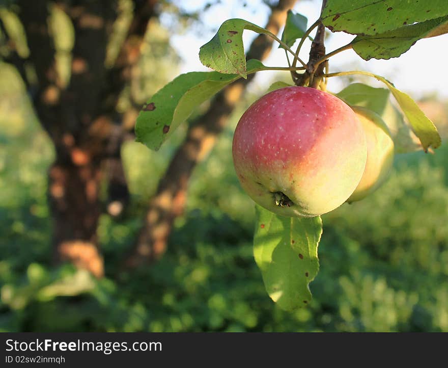 Ripe apple on a tree