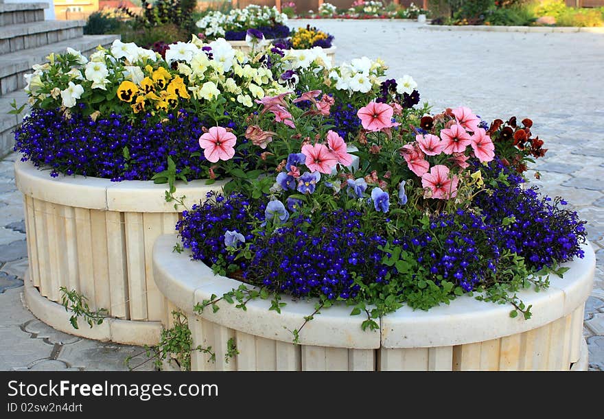 Flowers about the house in the street