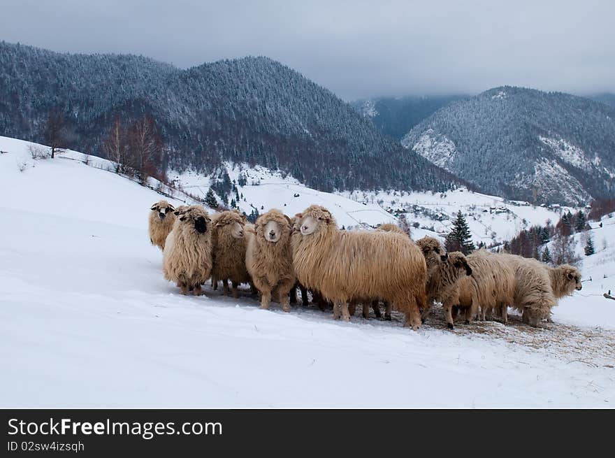 Sheep Flock In Mountain, In Winter