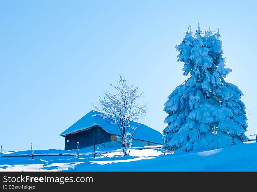 Fir Covered With Snow Against Light