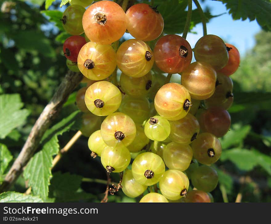 Redcurrant