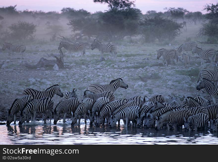 A herd of zebras are watered with a pool in Etosha National Park. A herd of zebras are watered with a pool in Etosha National Park