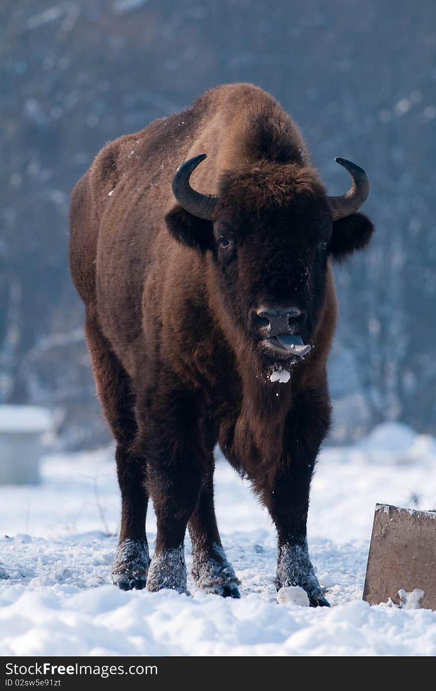 Male of European Bison (Bison bonasus) in Winter Landscape