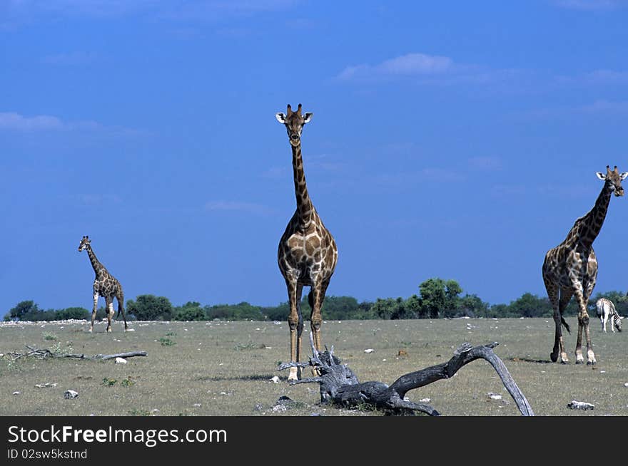 Three giraffe walking in the Etosha national park