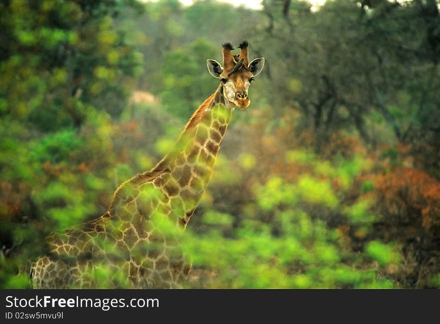 Giraffe in the bush