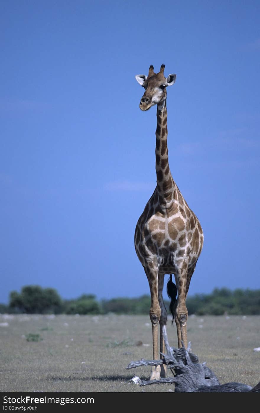 A  curious giraffe in the etosha national park
