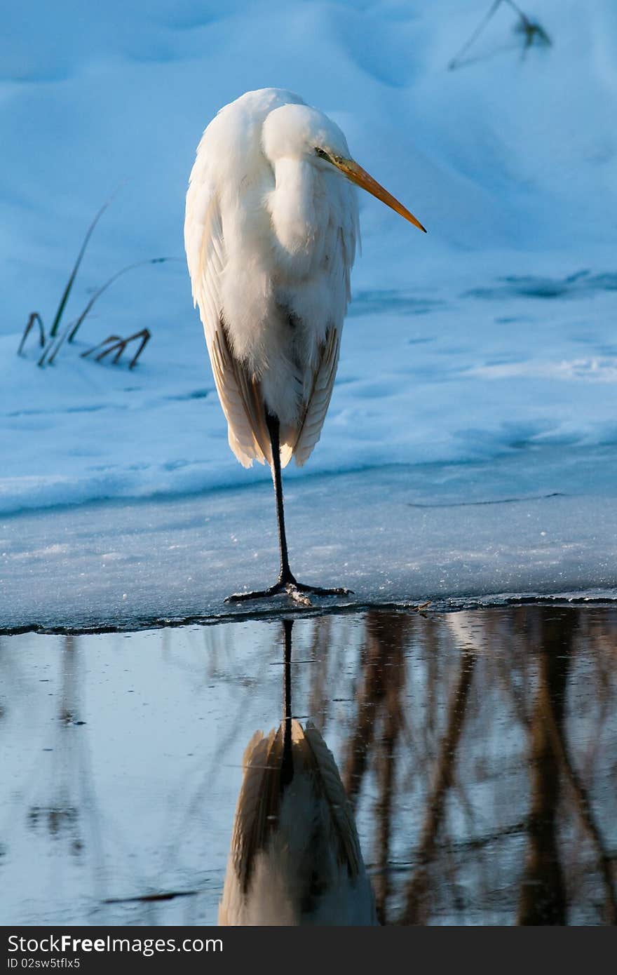 Great White Egret Standing on Ice