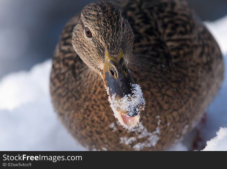 Mallard Duck (Anas platyrhynchos) female portrait in winter. Mallard Duck (Anas platyrhynchos) female portrait in winter