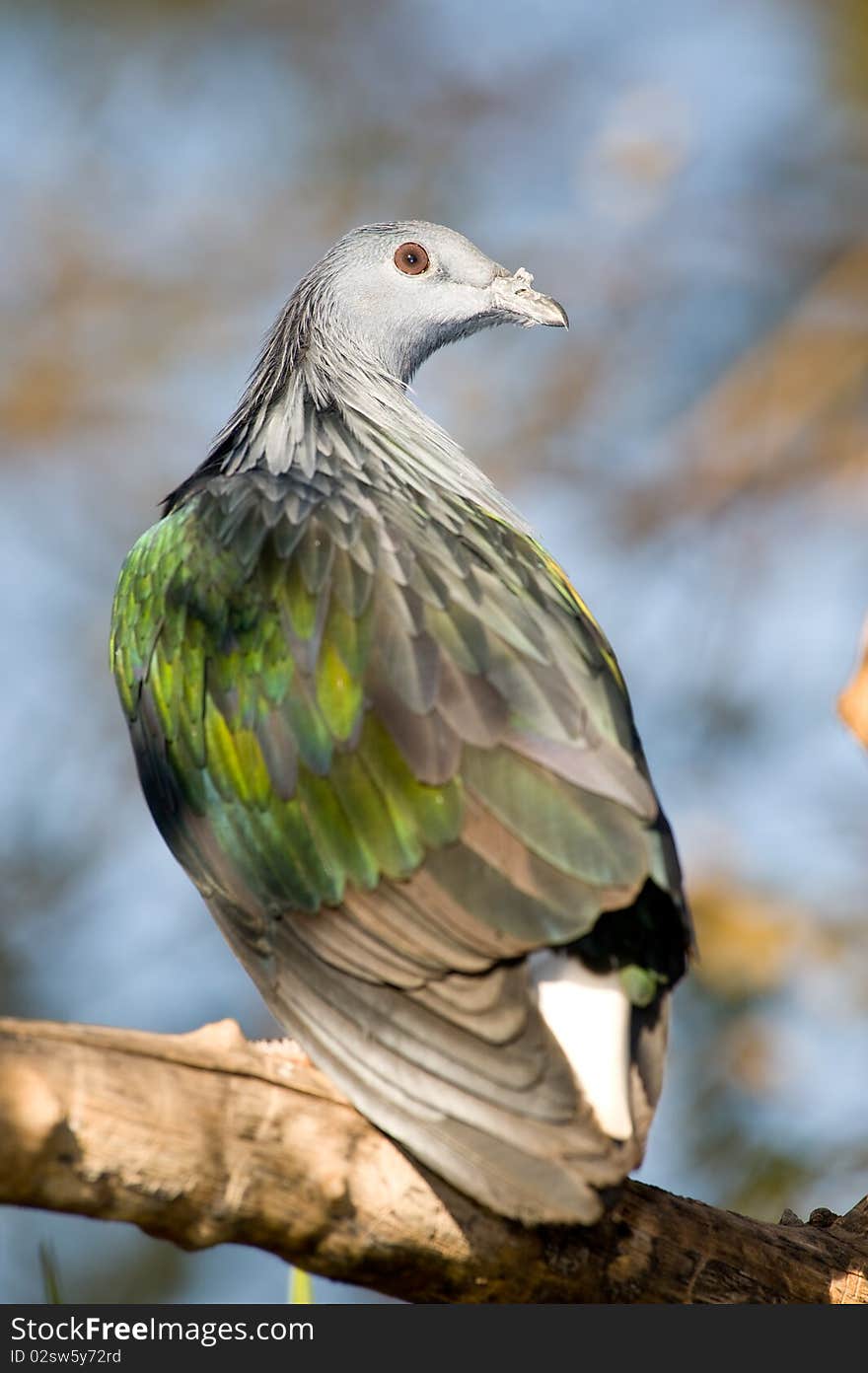 Pigeon portrait looking at the camera, close up. Pigeon portrait looking at the camera, close up.