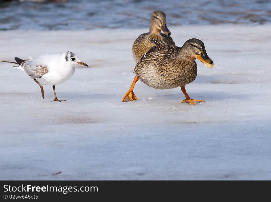 Duck And Gull On Ice