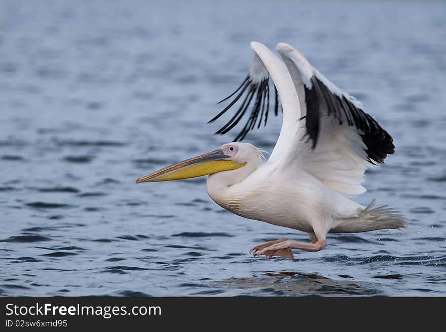 White Pelican Taking off