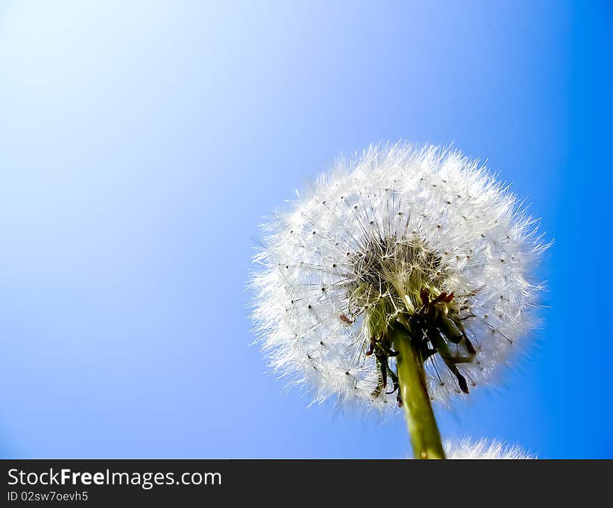 Dandelion