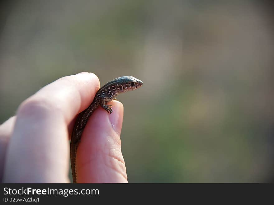 Lizard in a hand on a blurred background