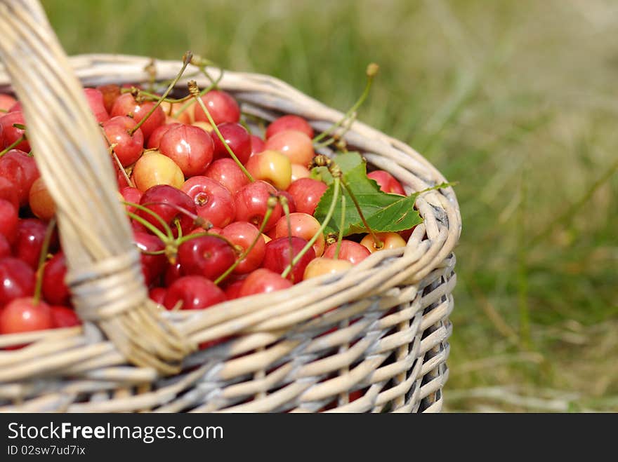 Basket full of cherries