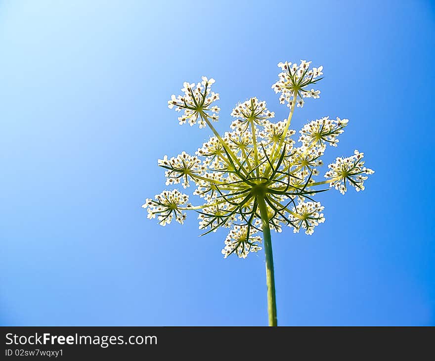 Pretty white flower against the cloudless blue sky