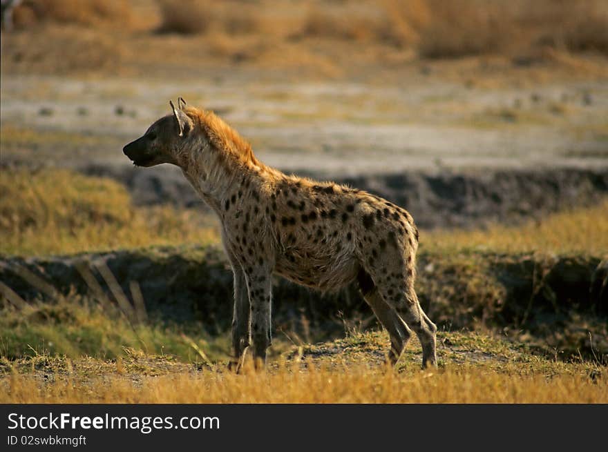 Spotted hyaena