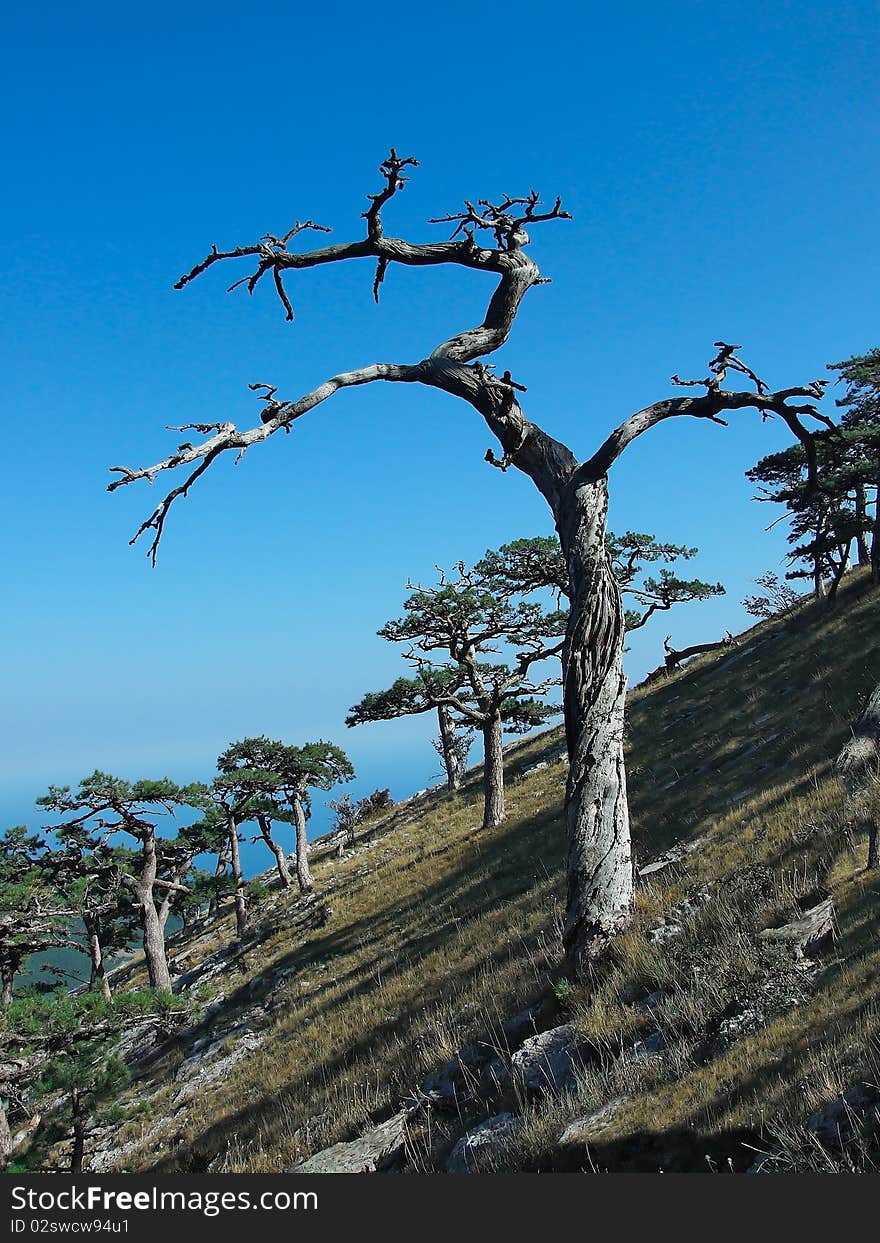 Tree in mountains