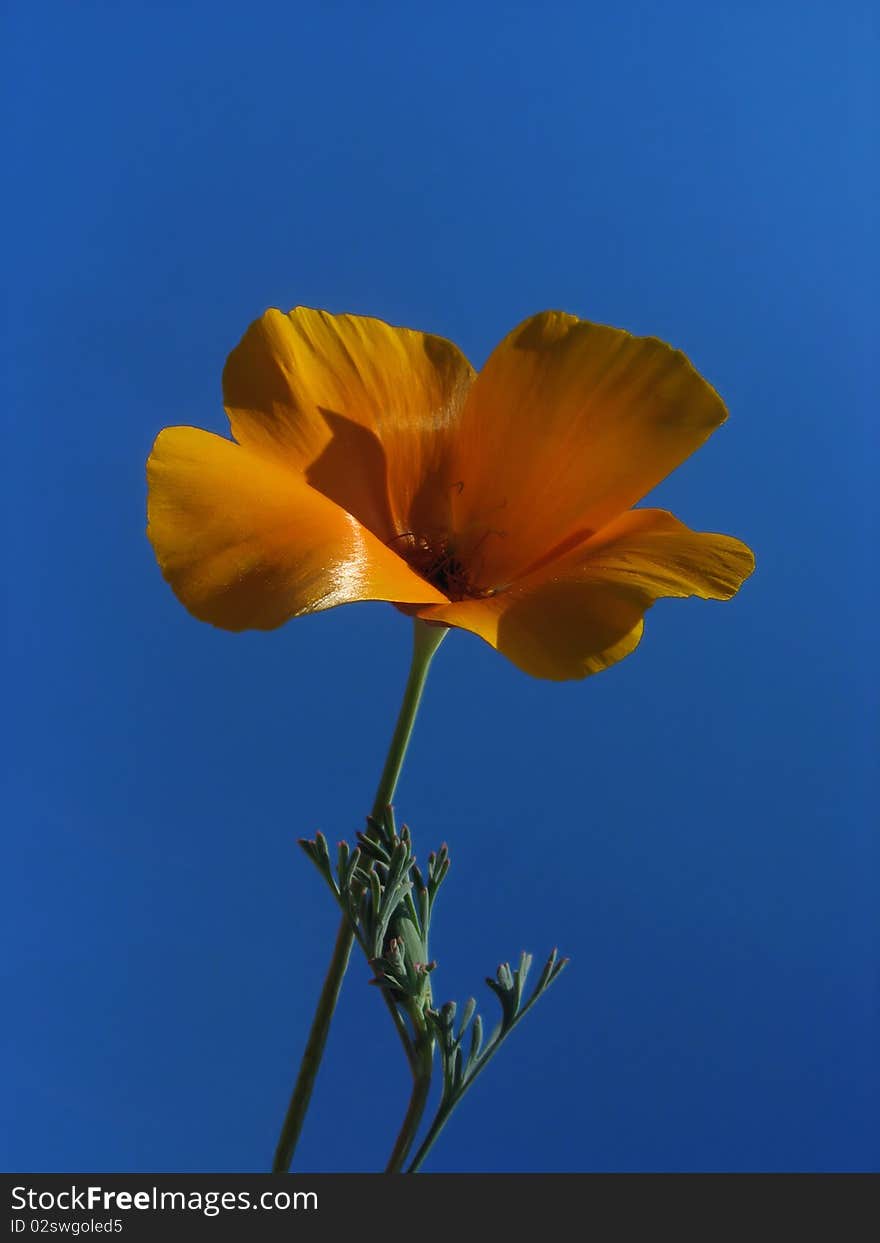 Orange flower (California poppy) against blue sky background. Orange flower (California poppy) against blue sky background