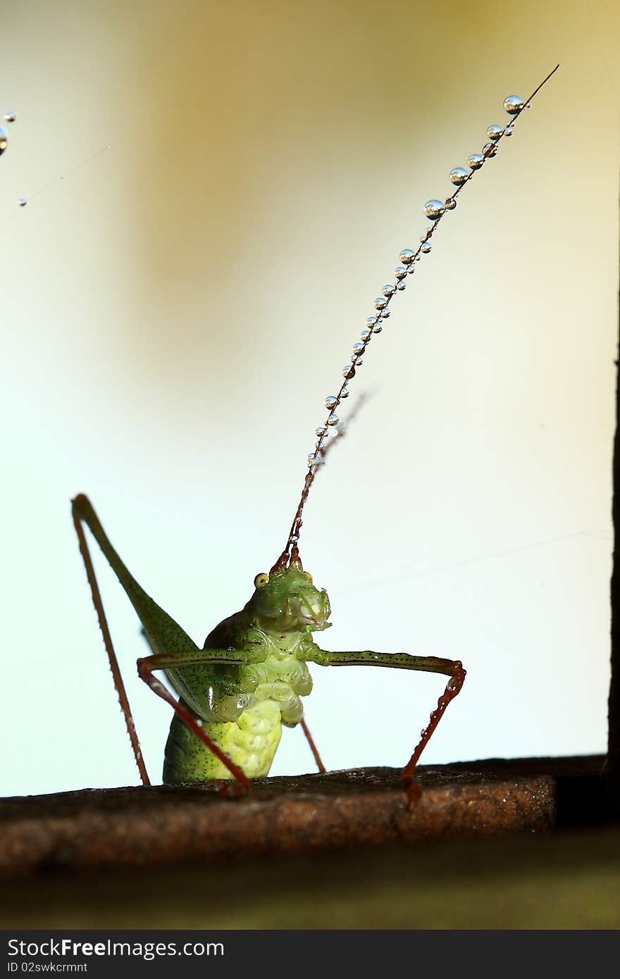 A grasshopper collecting morning dew on his antenna's. A grasshopper collecting morning dew on his antenna's.