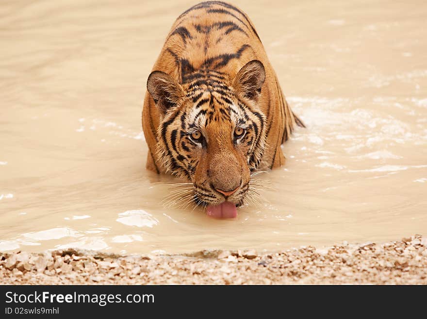 Tiger take bath