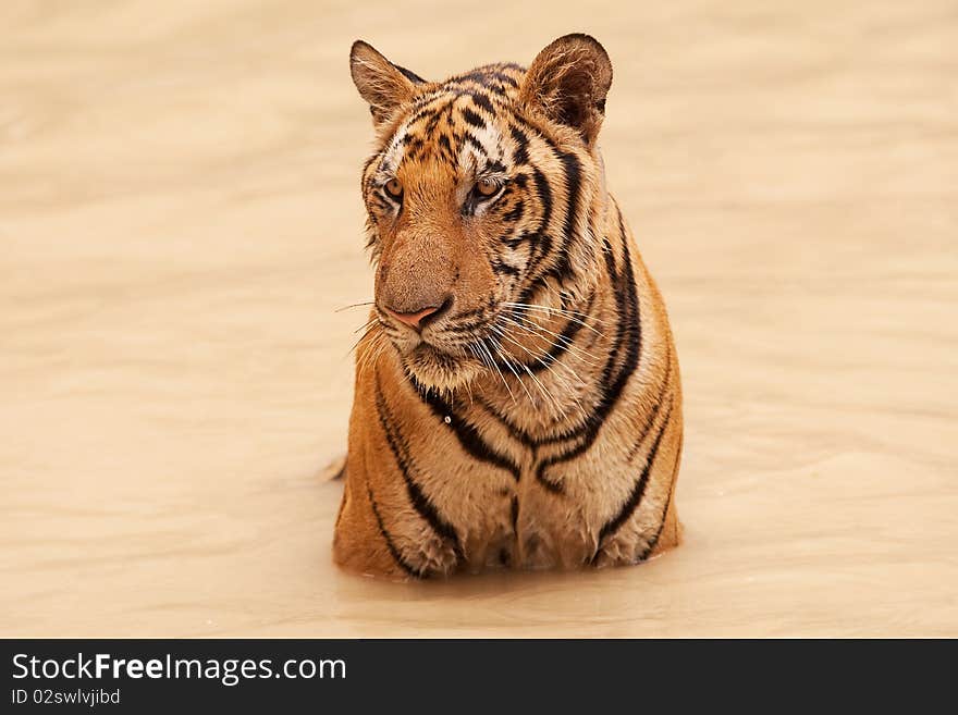 Tiger take bath