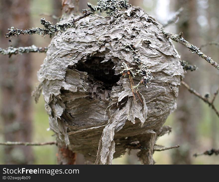 Beehive on the tree in the forest