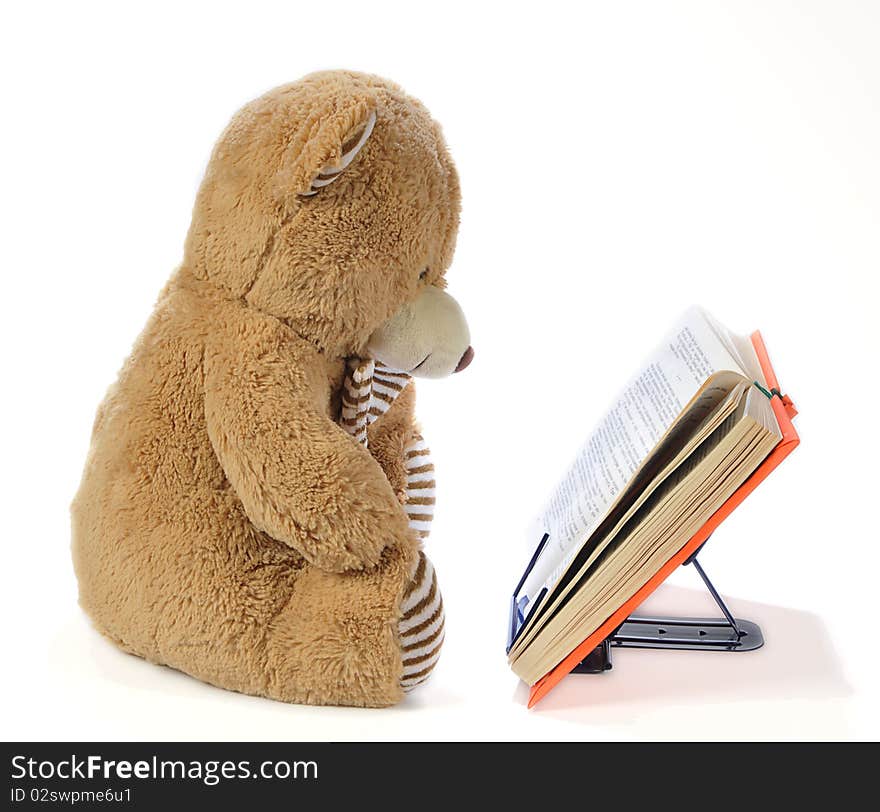 Stuffed bear reading a book