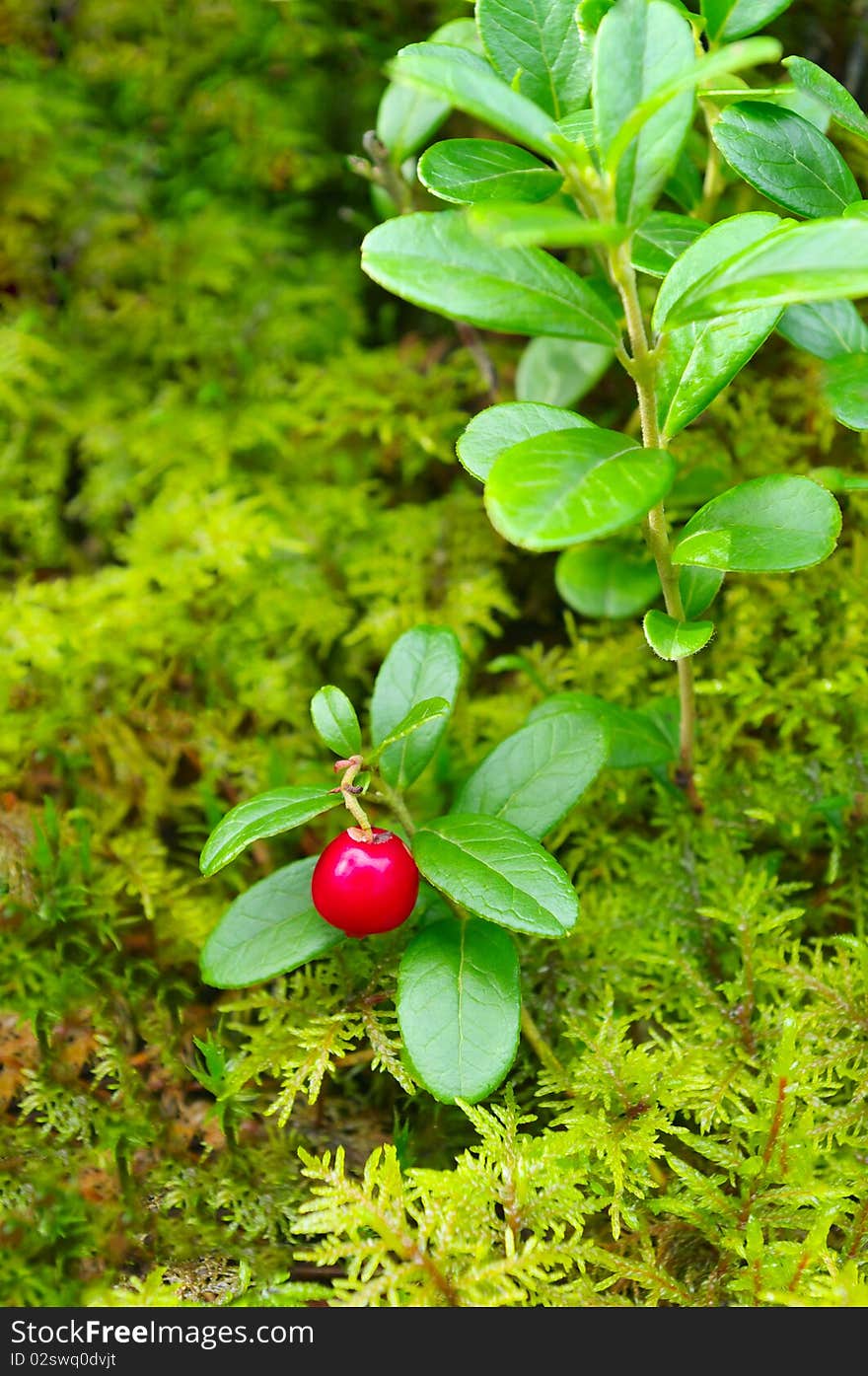 Cowberry.