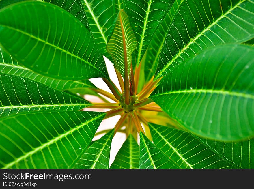 Beauty of leaf stalk , Leelawadee plant. Beauty of leaf stalk , Leelawadee plant