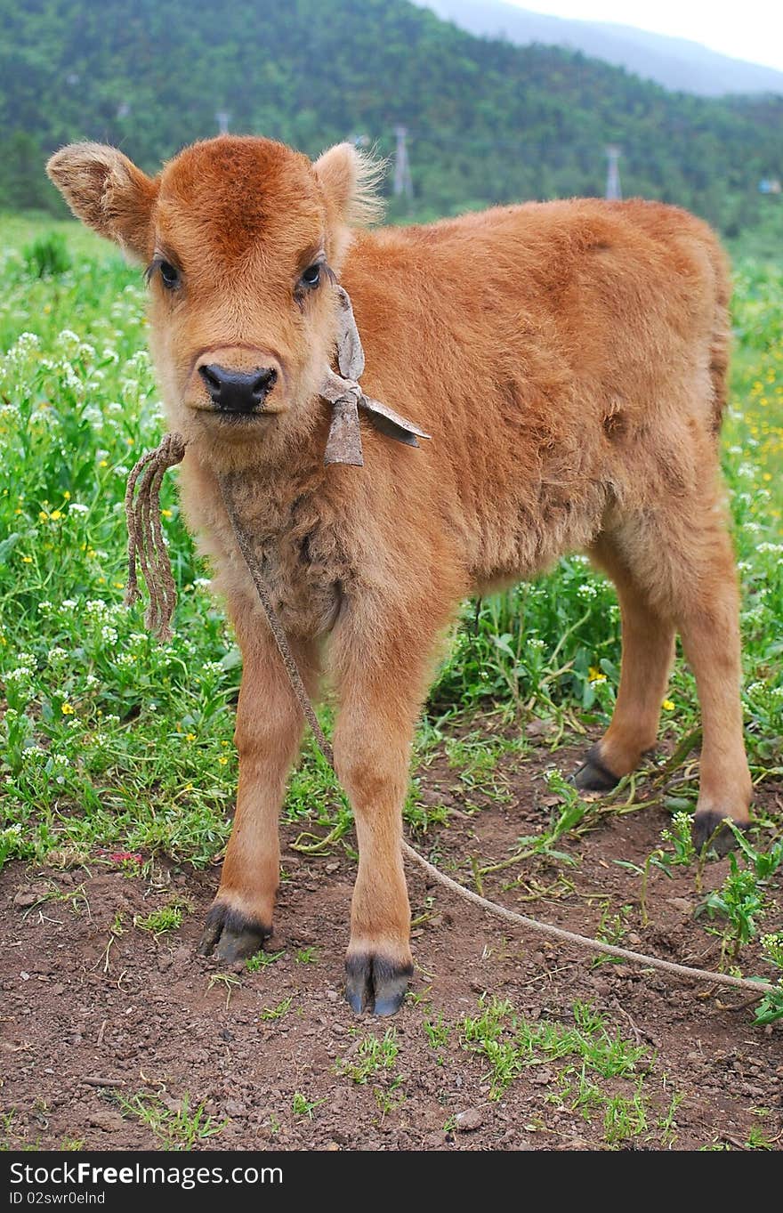 Brown calf on a Tibetan plain in Shangri-la, Yunnan, China.