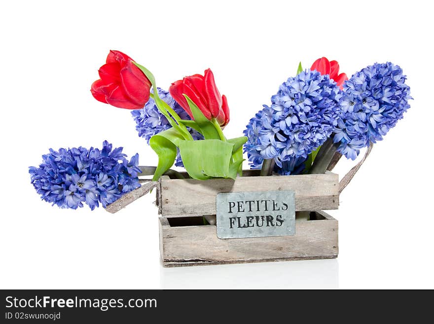 Red tulips and blue Hyacinths