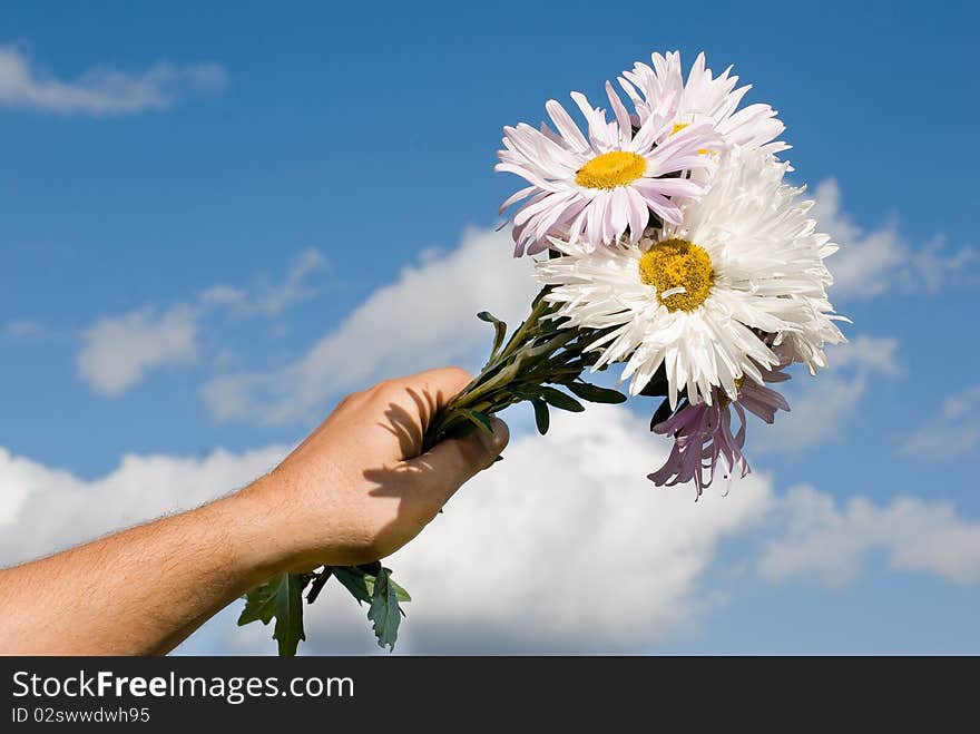 White chamomile in men's hand against a blue sky. White chamomile in men's hand against a blue sky