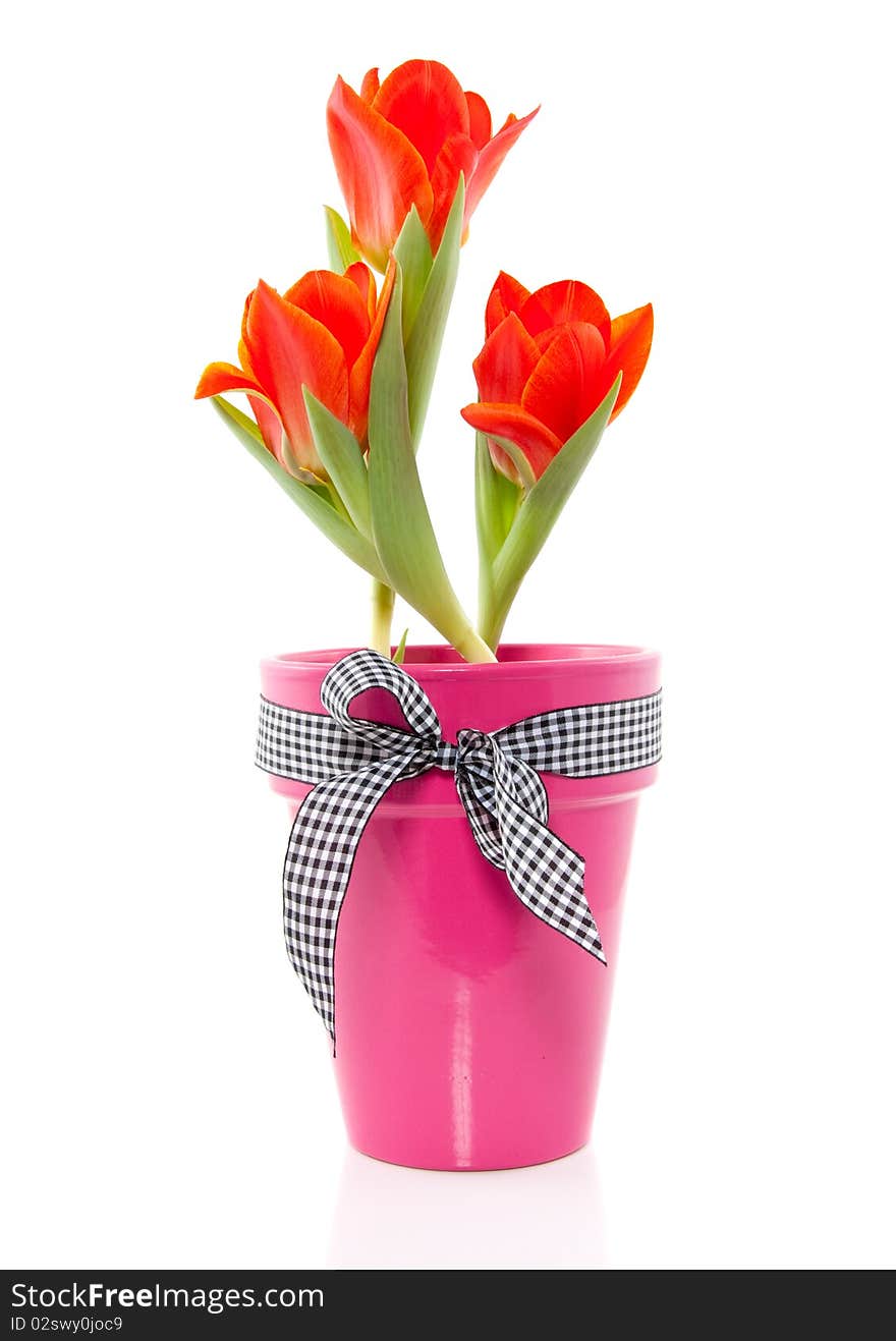 Orange tulips in a pink vase with a black and white checkered ribbon isolated over white