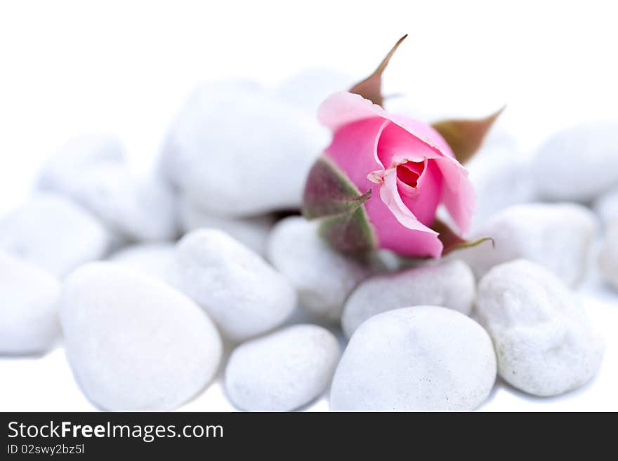 Still life of a pink rose between stones isolated over white