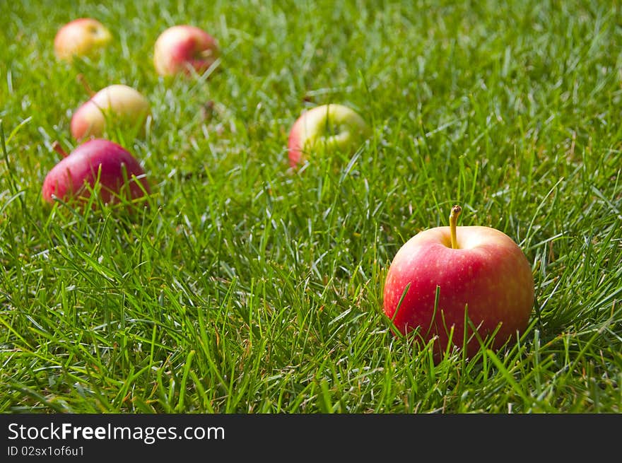 Beautiful red-yellow apples scattered on the fresh green grass.