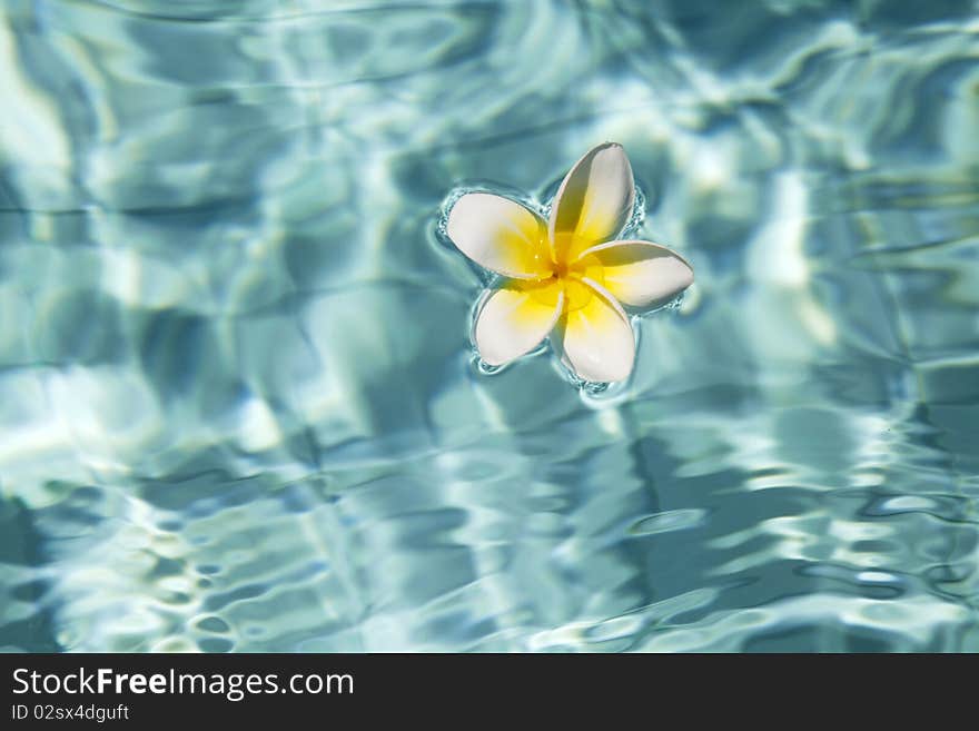 Tropical frangipani flower floating in blue water. Tropical frangipani flower floating in blue water