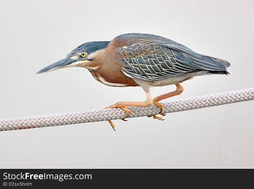 Green heron (Butorides virescens) on boat line