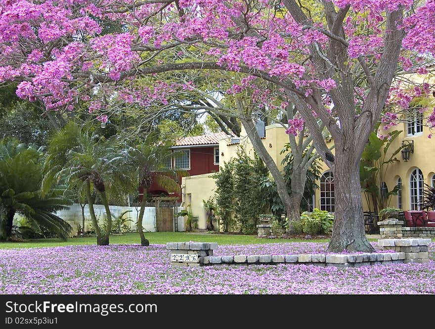 A palette of purple after a windstorm. A palette of purple after a windstorm