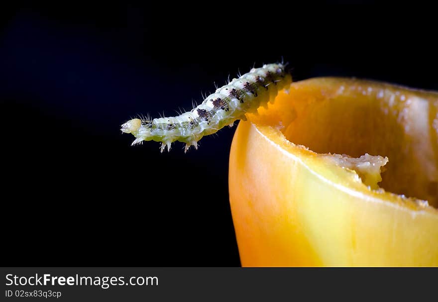 Worm and sweet pepper on dark background. Worm and sweet pepper on dark background