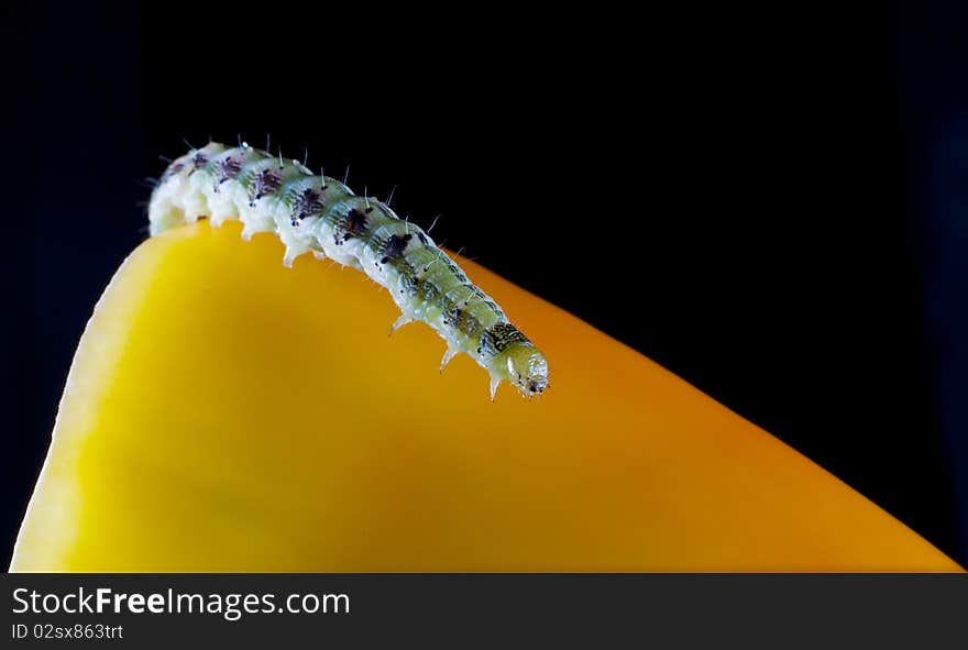 Worm on sweet pepper