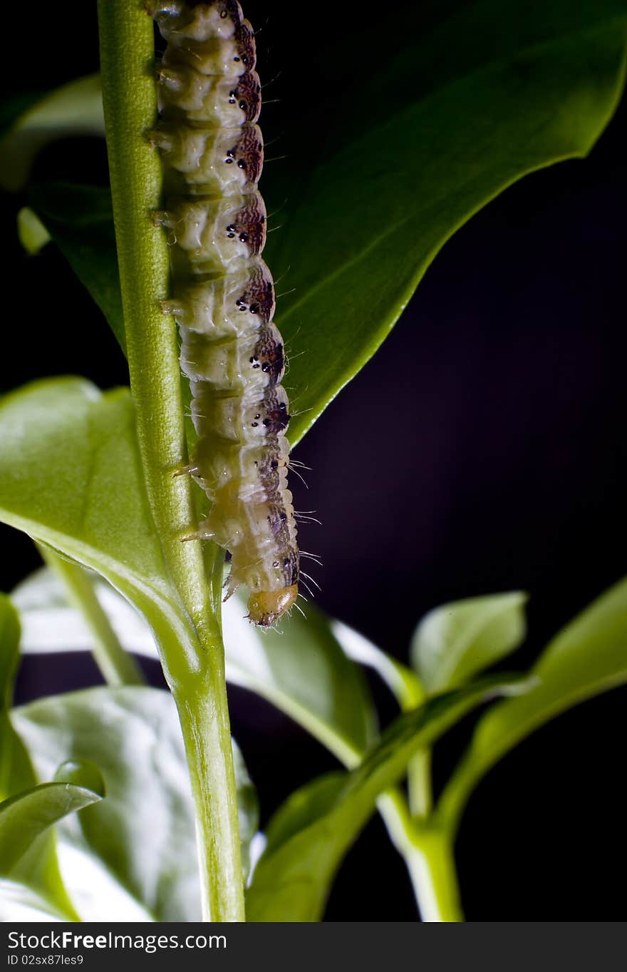 Caterpillar on leaf small coffee tree. Caterpillar on leaf small coffee tree