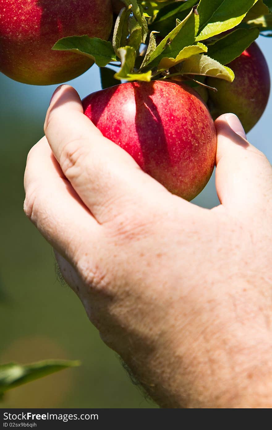 Man picking red apple