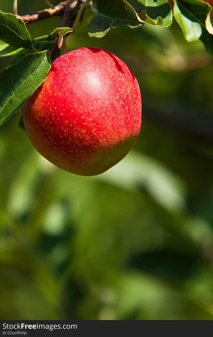 Single red apple waiting to be picked