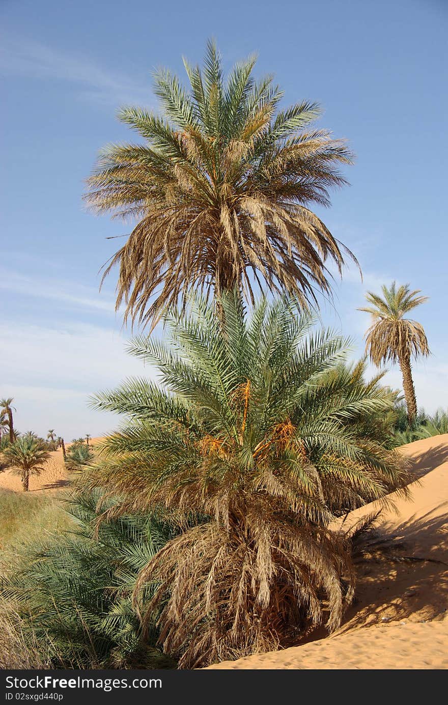 Palm tree, Libya