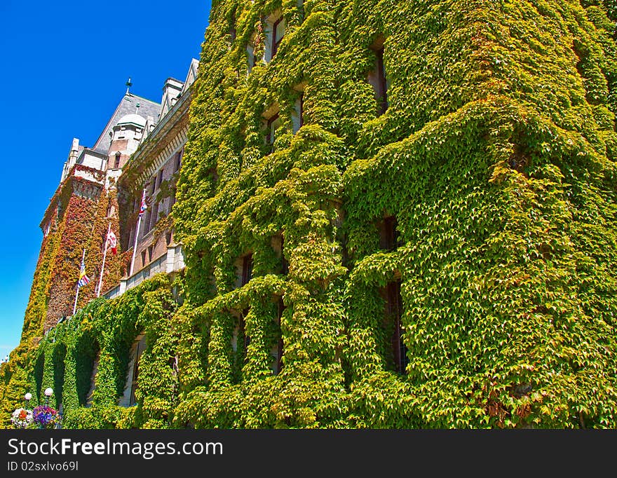 Victoria Island Creeping Ivy