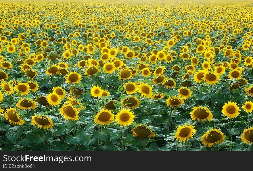 Field of sunflowers