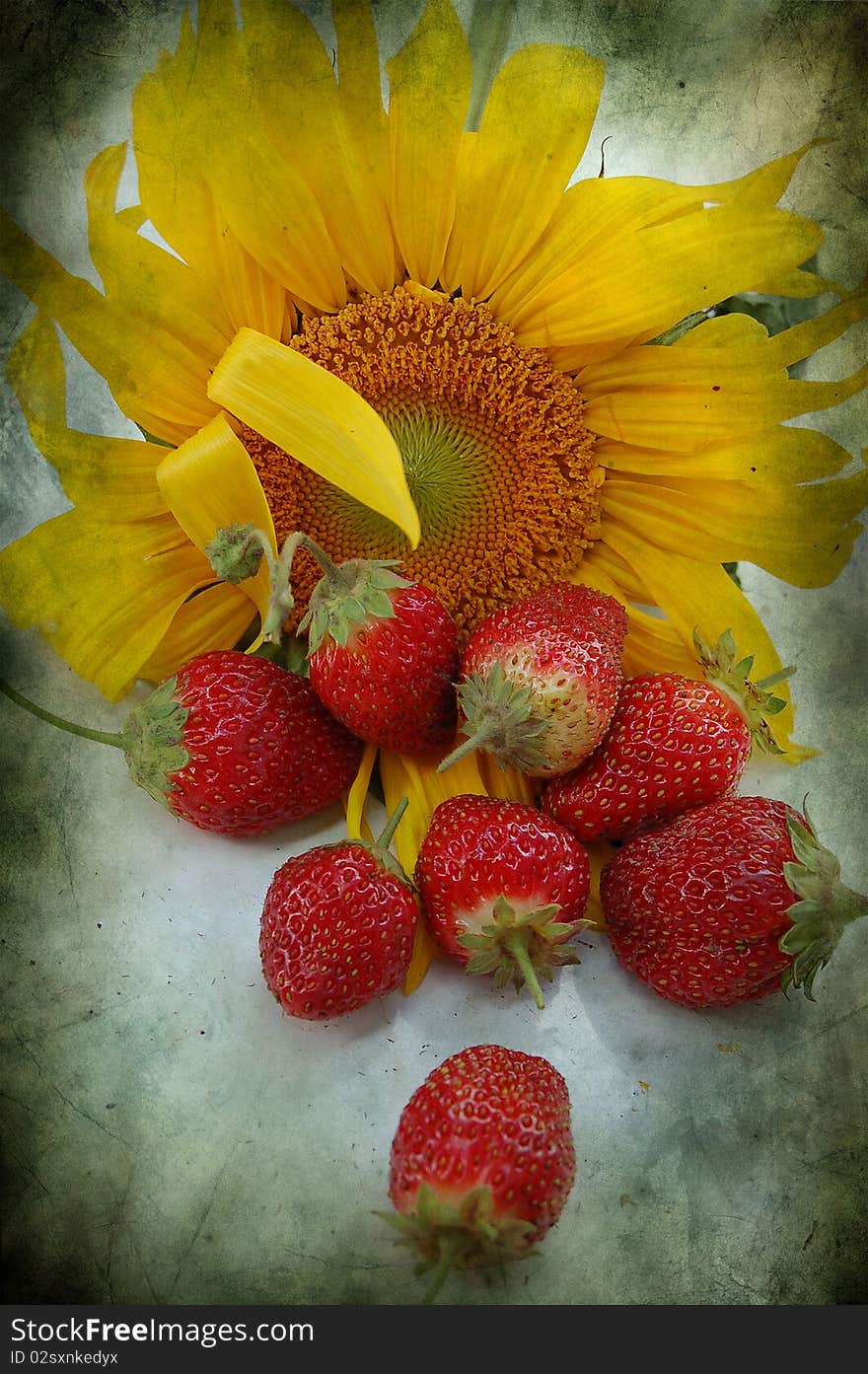 Much red strawberry and one flower of sunflower. Much red strawberry and one flower of sunflower