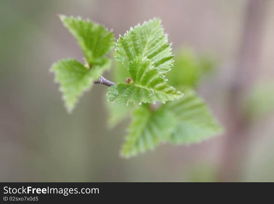 Young green leaflets on a branch. Young green leaflets on a branch