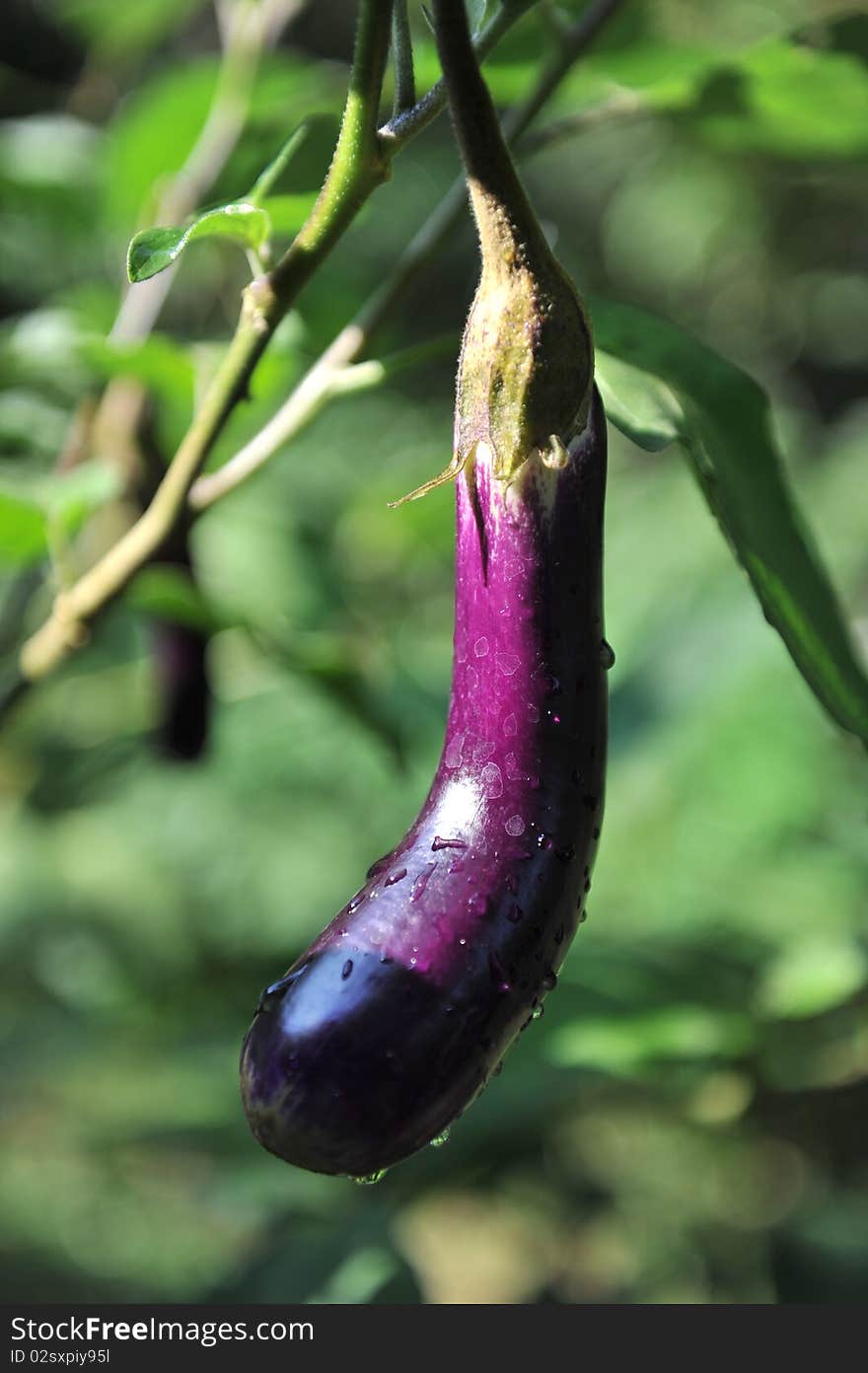 Ripe brinjaul ready to pluck. Ripe brinjaul ready to pluck.