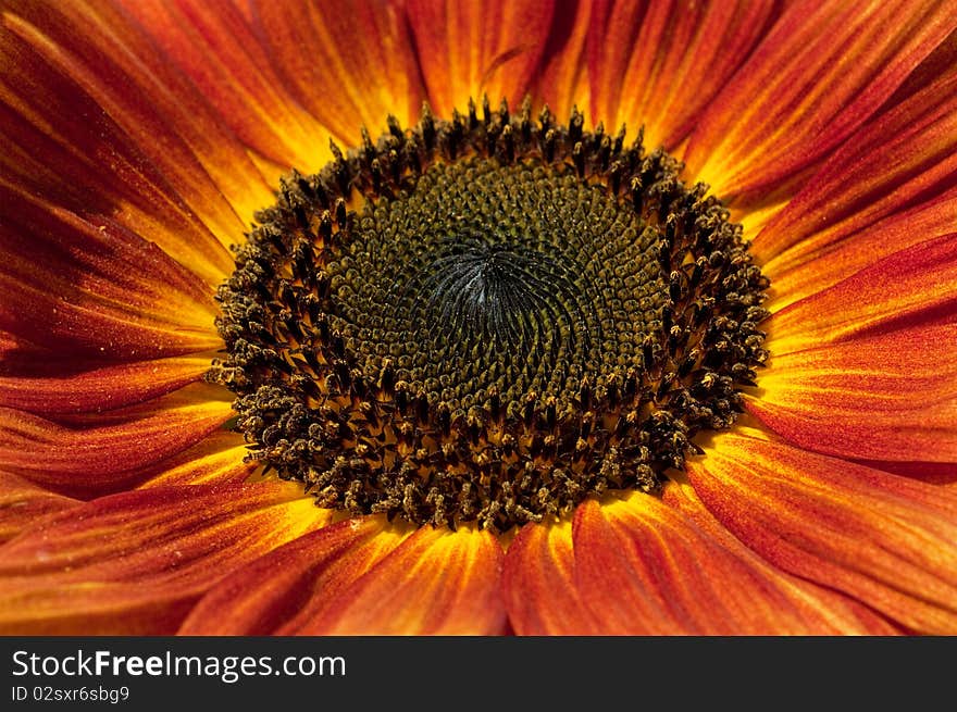 Red sunflower closeup summer day